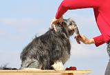 PETIT CHIEN LION - BROSSAGE 073